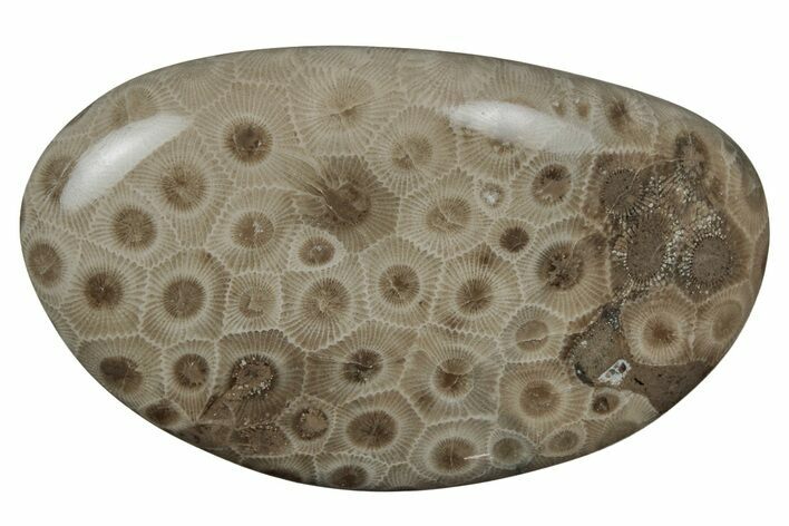 Polished Petoskey Stone (Fossil Coral) - Michigan #212187